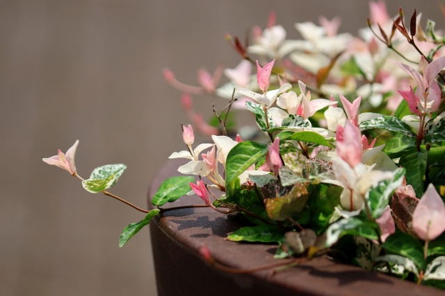 ハツユキカズラ