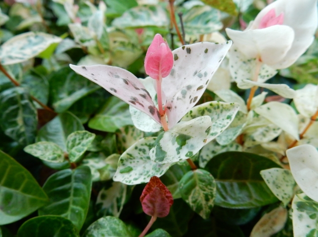 ハツユキカズラ