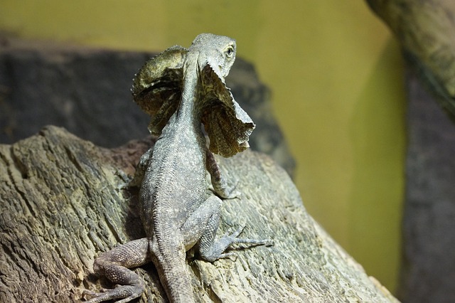 エリマキトカゲ