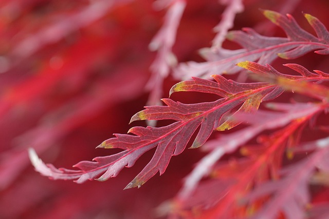 ドライフラワー