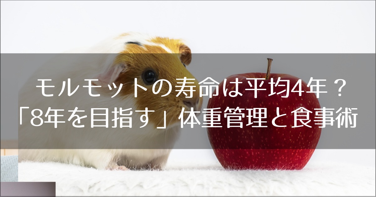 モルモットの寿命は平均4年？「8年を目指す」ための体重管理と食事術
