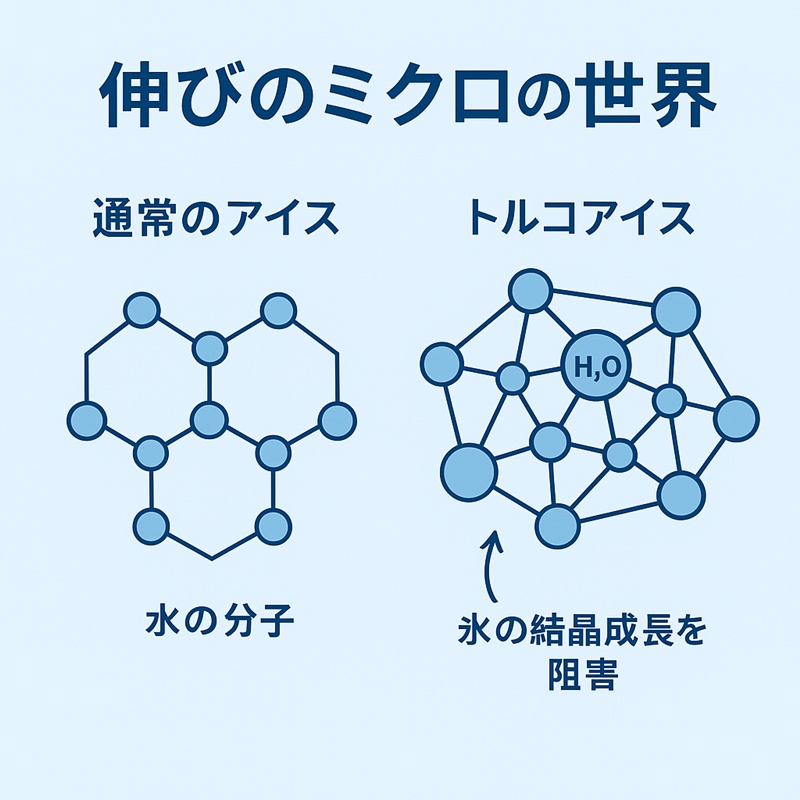 図解:トルコアイスが伸びる仕組み。グルコマンナン分子が水の分子を捕らえ、氷の結晶が大きくなるのを防いでいる様子。