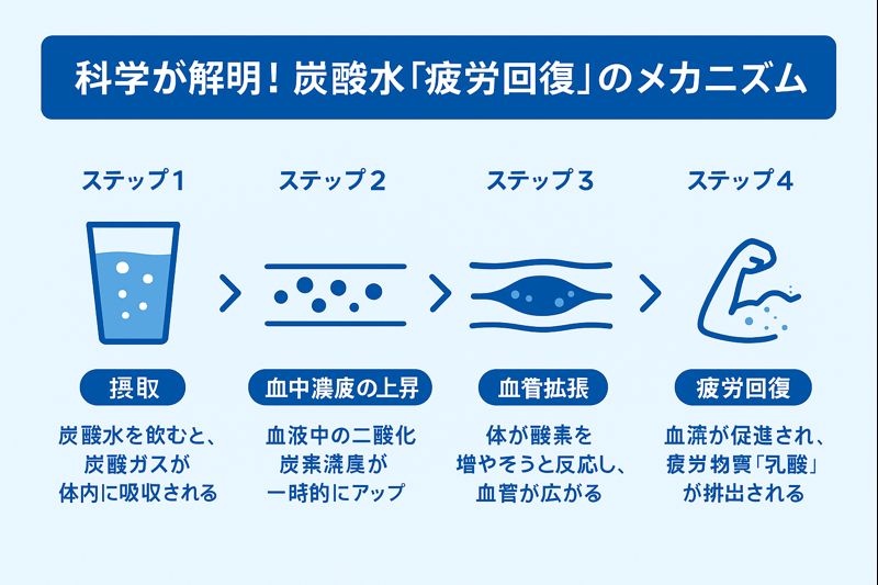 炭酸水が疲労回復に効くメカニズムを示した図解。摂取、血中濃度上昇、血管拡張、疲労回復の4ステップで解説しています。